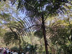 -中国科学院西双版纳热带植物园