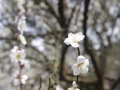 -香雪海