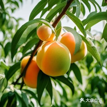 眼看夏季来了，各种美味的水果缤纷登场