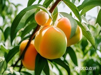 眼看夏季来了，各种美味的水果缤纷登场