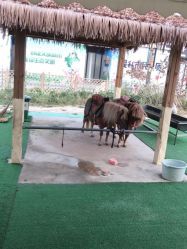 -萌宠亲子动物乐园(槐房万达店)