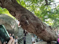 -青岛崂山太清宫