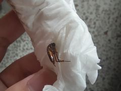 -福合埕牛口福·牛肉火锅·牛肉丸