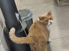 -伟伟宠物医院·CT影像中心·瑞派犬猫综合性门诊(汉口总院)