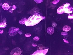 -左海海底世界
