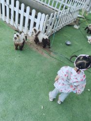 -上美四季动物农场