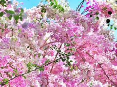 -深圳国际园林花卉博览园