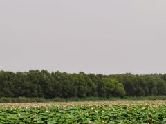-微山湖红荷湿地景区