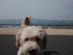 -瑞鹏宠物医院·骨科·猫科·内科(第一中心)