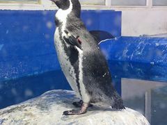 -太平洋海底世界