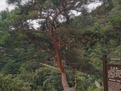 -大连金龙寺国家森林公园-售票处