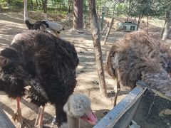 -青藏高原野生动物园