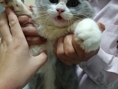 -lincat·猫舍(广州店)