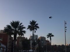 -小巴塞罗那海滩