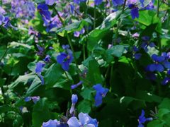 -白塘生态植物园