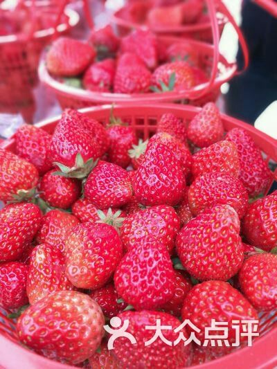 石榴红度假村草莓采摘