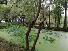-东湖落雁景区