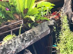 -自然餐厅(Phuket)