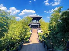 -大唐贡茶院
