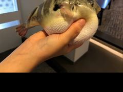 -天正河鲀·河豚亭(大连店)