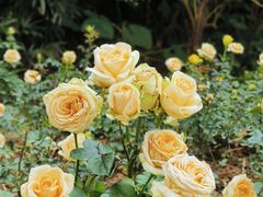 -人民公园(罗湖区)