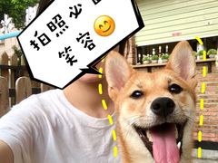 -柴犬高等学院·狗咖·柴犬售卖·宠物训练