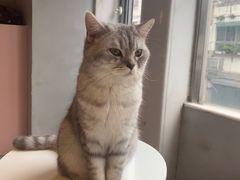 -猫儿山۰猫主题餐厅