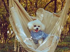 -超宠爱宠物摄影-Super pet