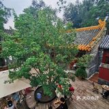 走过模式口大街，穿越到旧时