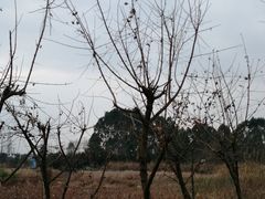 -白鹭湾湿地公园