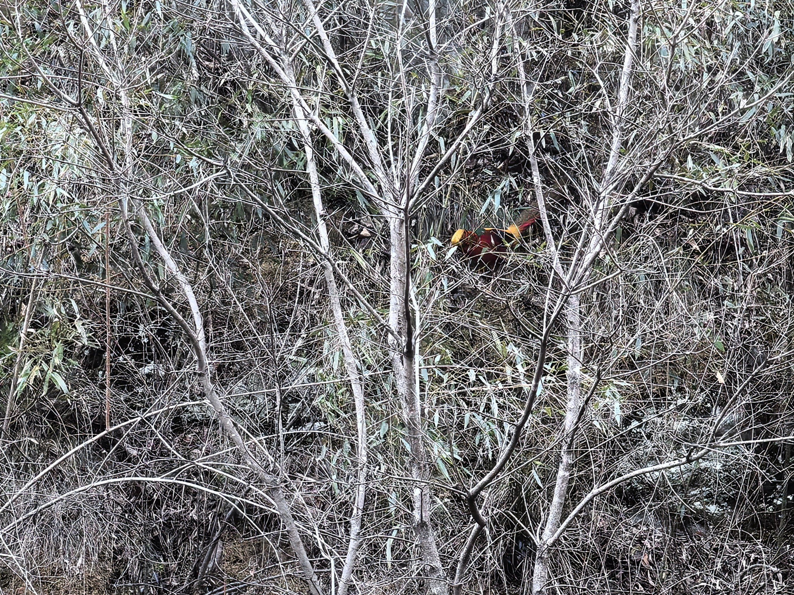 红腹锦鸡在山路出没