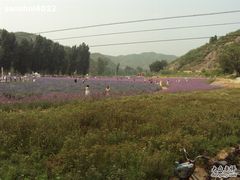 -紫海香堤香草艺术庄园