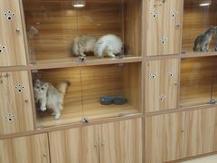 -猫十亿·布偶金渐层·曼基康矮脚猫舍(青年路店)