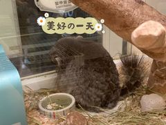 -龙猫仔乐园(惠福东路店)