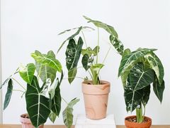 -弗劳尔花艺坊(龙涛店)