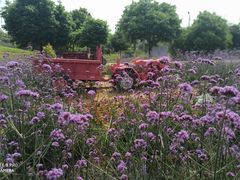 -紫颐香薰山谷景区