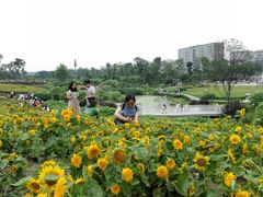 -天府芙蓉园