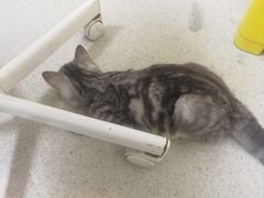 -宠颐生宠物医院·心肾内科·猫专科诊疗中心宠巢店