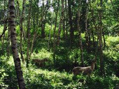 -塞罕坝国家级自然保护区