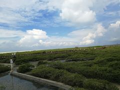 -北海金海湾红树林生态旅游区