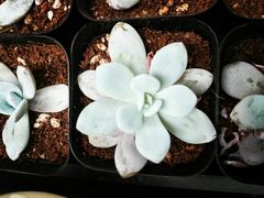 -秦美花卉(天朗·莱茵小城2期店)