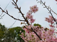 -武汉大学-樱园