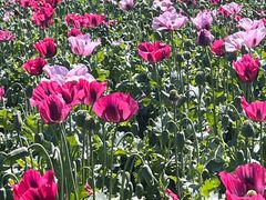 -国家植物园南园