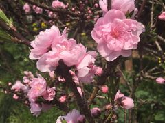 -南汇桃花村