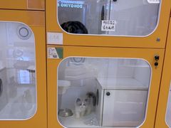 -三花喵·撸猫购宠·宠物生活馆(虹桥南丰城店)