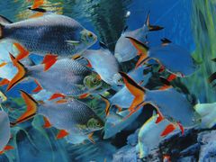 -上海海洋水族馆