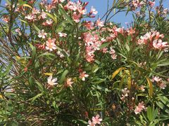 -黄金海岸环岛路