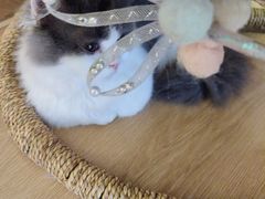 -猫腻·猫咖·撸猫馆(星光大道店)