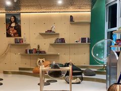 -飞行喵MR PILOT|猫舍·猫咖(静安大融城店)