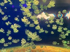 -欢乐海岸海洋奇梦馆